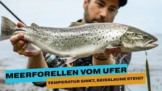 Meerforellen WAHNSINN I Nah am Ufer kommen die ATTACKEN