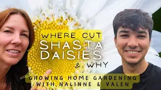 Why Cut Shasta Daisy Stems All the Way Down