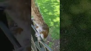 scoiattolo