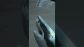 атака белой акулы