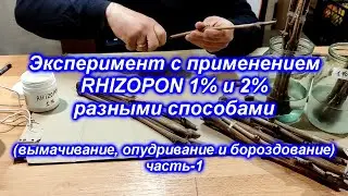 Эксперимент с применением Rhizopon 1% и 2% разными способами 2021