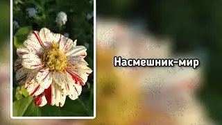 Насмешник-мир (+)