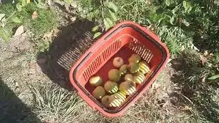 Опять кроты, и огород в сентябре