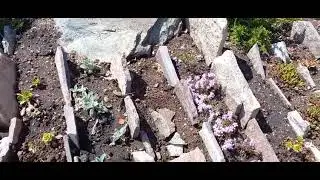 #дизайнсада #чешскаяскалка / Альпийская горка. Опыт создания чешской скалки. Растения.