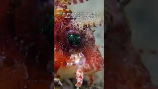 When you ask AI to help improve your underwater photos