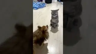 Какой Микки 😄😄 