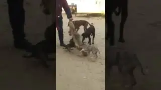 Тазы ауыздандыру