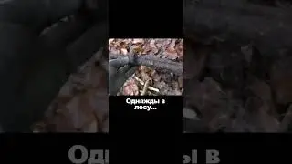 Gewehr 43. METAL DETECTING. Эхо войны. #Shorts #metaldetecting #лес
