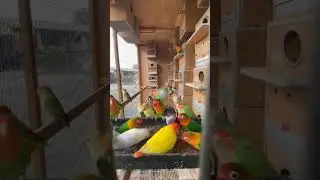 Colorfull birds 
