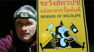 Overland camping with wild monkeys, Khao Yai National Park Thailand 