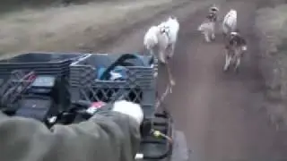 Dryland Sled Dog Cart & ATV Training
