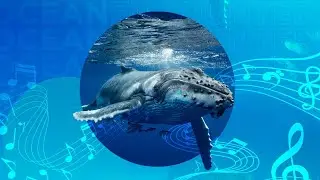 Ocean Encounters: Our Enchanted Ocean