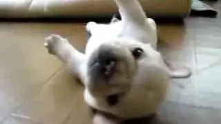 Puppy Can't Roll Back Over
