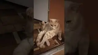 Кот завис в одной позе #кот #cat #смешныевидео