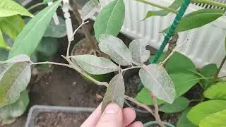 Растения из Тайланда