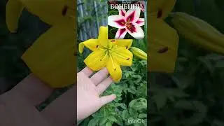 как так.... #лилии #лилия #садовыецветы #садовод #дача #цветы #сад #garden #цветывгоршке #растение