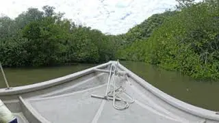 Langkawi - Mangrove boat ride (part 2) 360 video