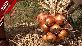 مزارعو البصل بالحاجب يأملون الانفتاح على أسواق الخارج:"الخير موجود وبغينا يتفتح التصدير"