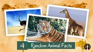 4 Random Animal Facts 😱 #shorts