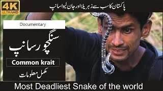 Common krait Snake |sangchoor |
