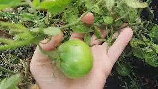 Томаты в Октябре Открытый Грунт 28 Октября 2024 г. Помидоры в Октябре  Открытый Грунт  28.10. 2024 г