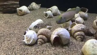 Lamprologus callipterus