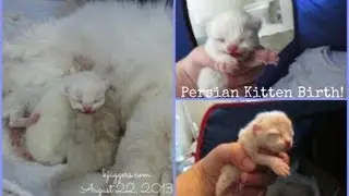 Kitty Series : Persian Kitten Birth!!