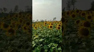 sunflower #sunflower #sunset #viral #flowers