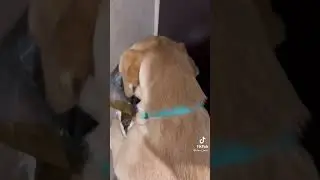 Ты не ты, когда голоден