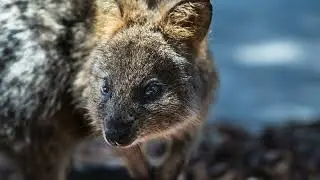 How Much Does A Quokka Cost?
