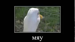 Гусь притворяется собакой