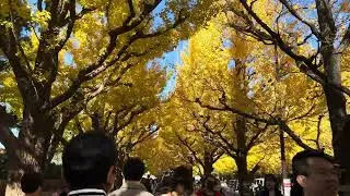 東京紅葉 明治神宮外苑いちょう並木