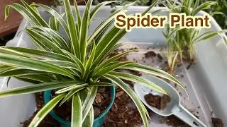 เนรมิตว่านเศรษฐีเรือนนอก Spider Rope suspects indoor plant purification