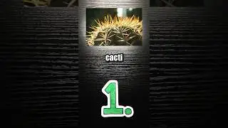 Cacti #shorts