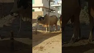 #shorts | #shortsfeed | #shortvideo | Qurbani Kay Janwar | Beautiful Qurbani Janwar