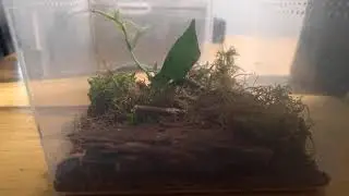AmericanHouseSpider/ Just finishing off a cricket