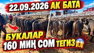 22.09.2026 АК БАТА МАЛ БАЗАР ООХХОО БУЛ БУКАЛАРДЫН БААСЫ КАНТЕТ КОРГУЛОЧУ! 😱😱😱