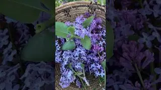 It’s Lilac Season, Let’s Make A Lilac Simple Syrup
