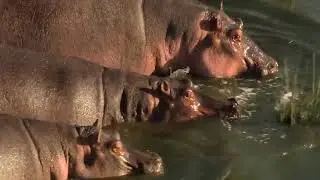 Дом (озвучка Юлия Романовская)