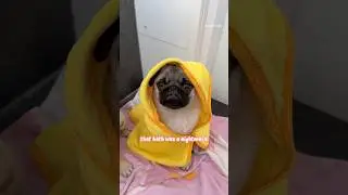 PUPPY Mosy’s very first BATH 🛁💛 
