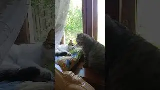 кот Осман и кот Мурчик #тикток #cat #котики #kitten