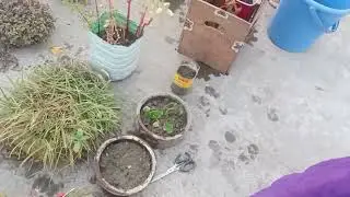 ছাদের গাছ