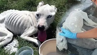 People were shocked! A teenager ran to the aid of a dying dog!