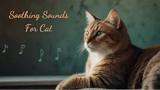 1 Hour of Gentle Tunes to Ease Cat Separation Anxiety: Comforting Music for Your Feline Companion
