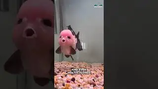 Goldfish Can Recognize Their Owner!