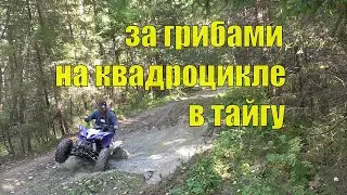 За грибами. На квадроцикле. В тайгу