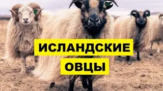 Разведение овец Исландской породы как бизнес | Овцеводство | Исландские овцы