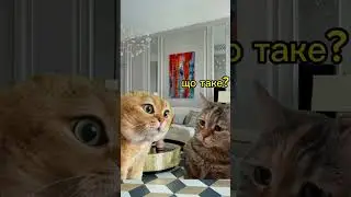 #приколы