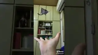 Белка-летяга