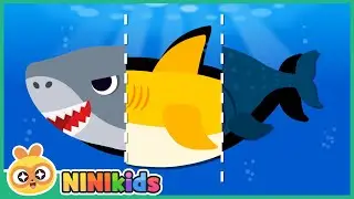 What kind of shark am I? | Shadow Shark Game for Kids | Baby Shark? great white shark?| NINIkids